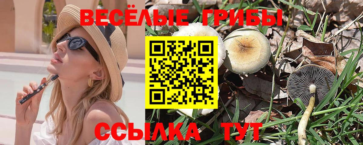 Галлюциногенные грибы Psilocybe  Губкин 